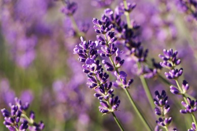 Closeup view of beautiful lavender in field on sunny day