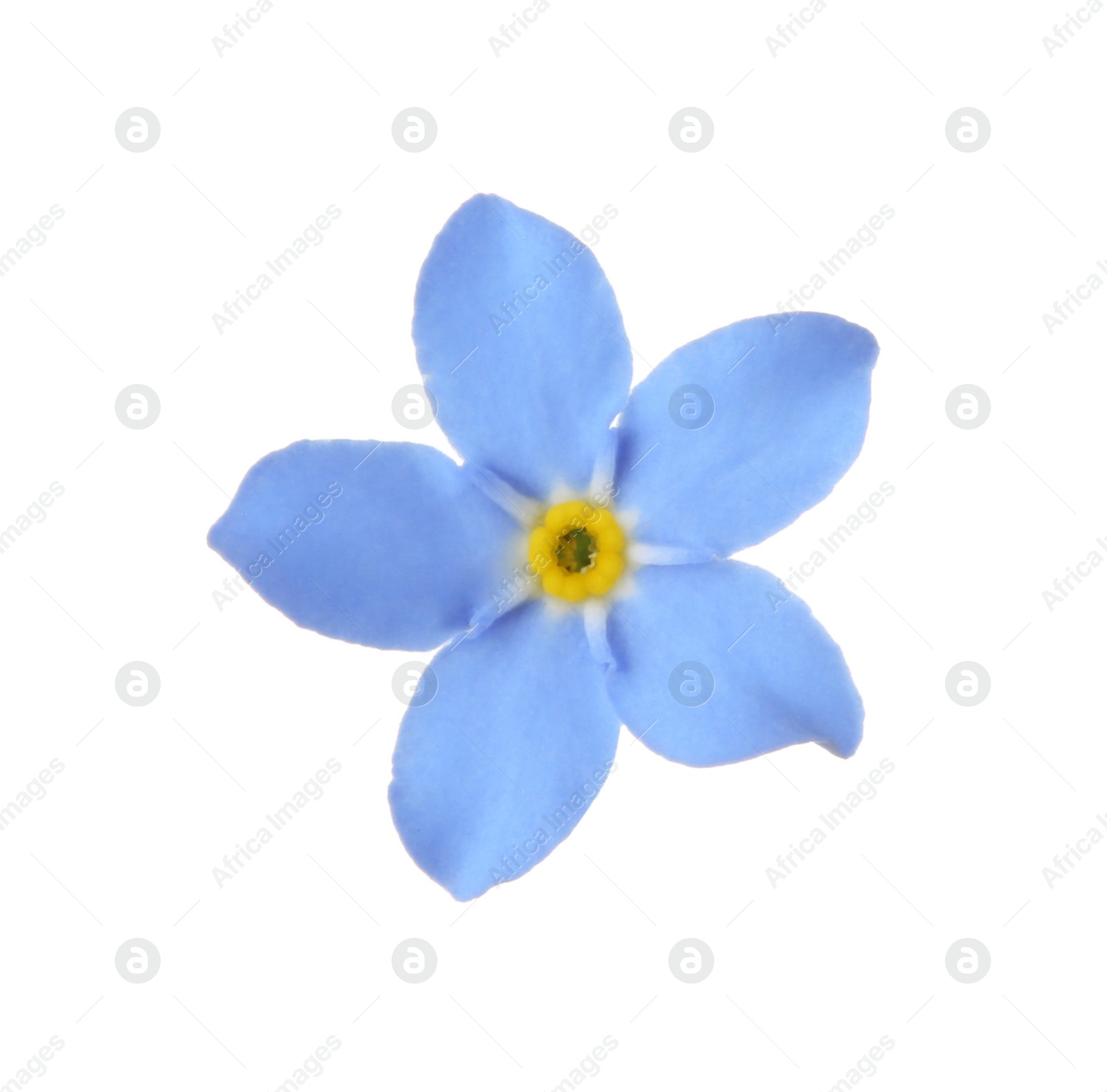 Photo of Amazing spring forget-me-not flower on white background