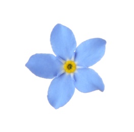 Photo of Amazing spring forget-me-not flower on white background