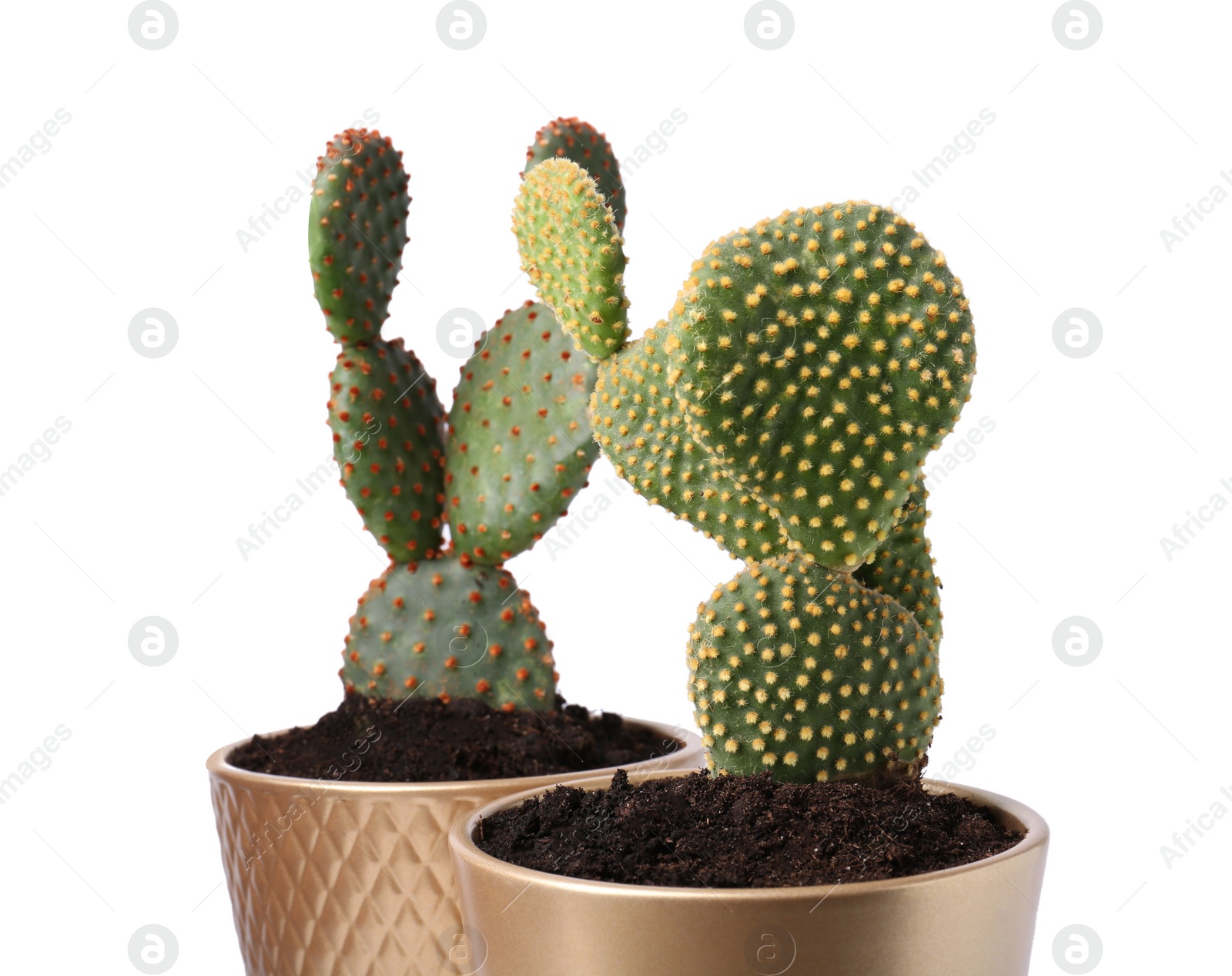 Photo of Beautiful green Opuntia cacti in ceramic pots on white background