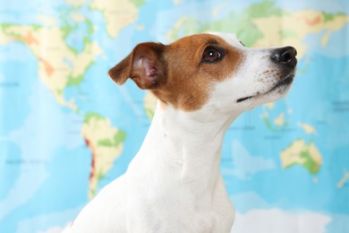 Cute dog near world map. Travel with pet concept