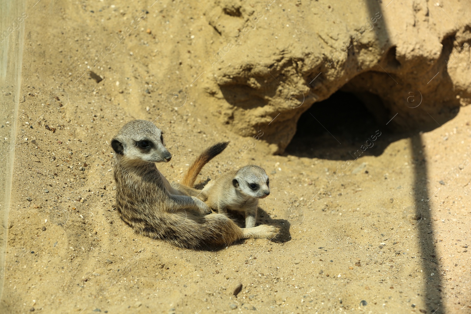 Photo of Cute meerkats at enclosure in zoo on sunny day