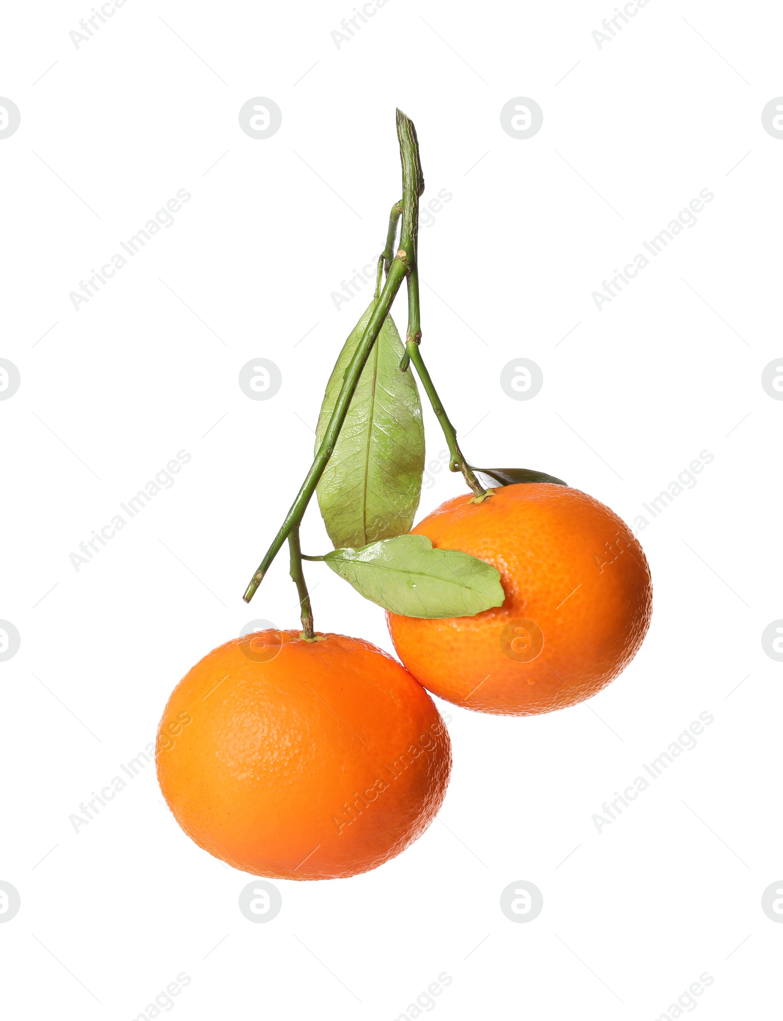 Photo of Fresh tangerines with green leaves isolated on white