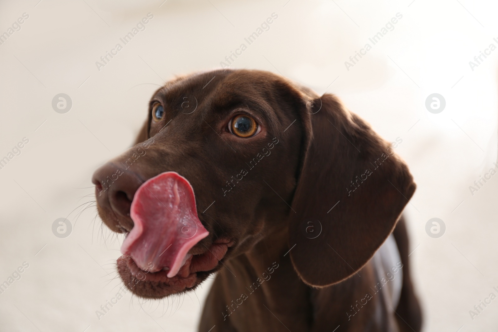 Photo of Beautiful brown German Shorthaired Pointer dog at home