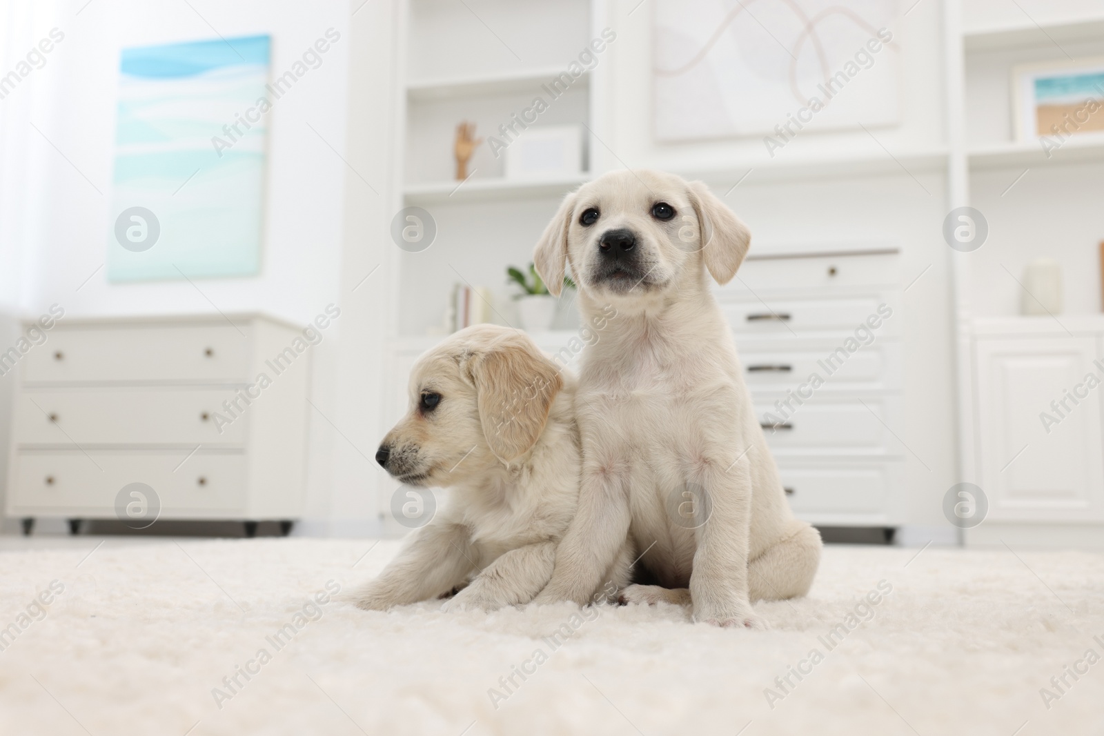 Photo of Cute little puppies on white carpet at home