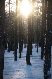 Picturesque view of snowy pine forest in winter morning