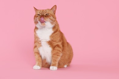 Photo of Cute cat licking itself on pink background, space for text