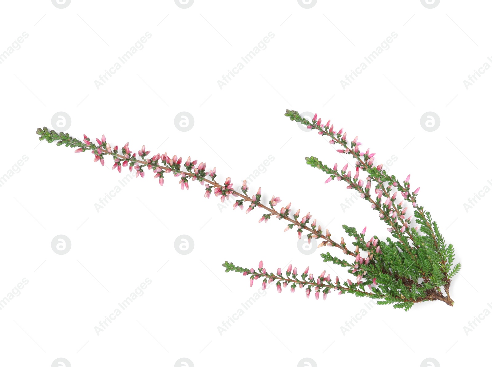 Photo of Branch of heather with beautiful flowers isolated on white