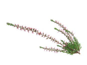 Photo of Branch of heather with beautiful flowers isolated on white