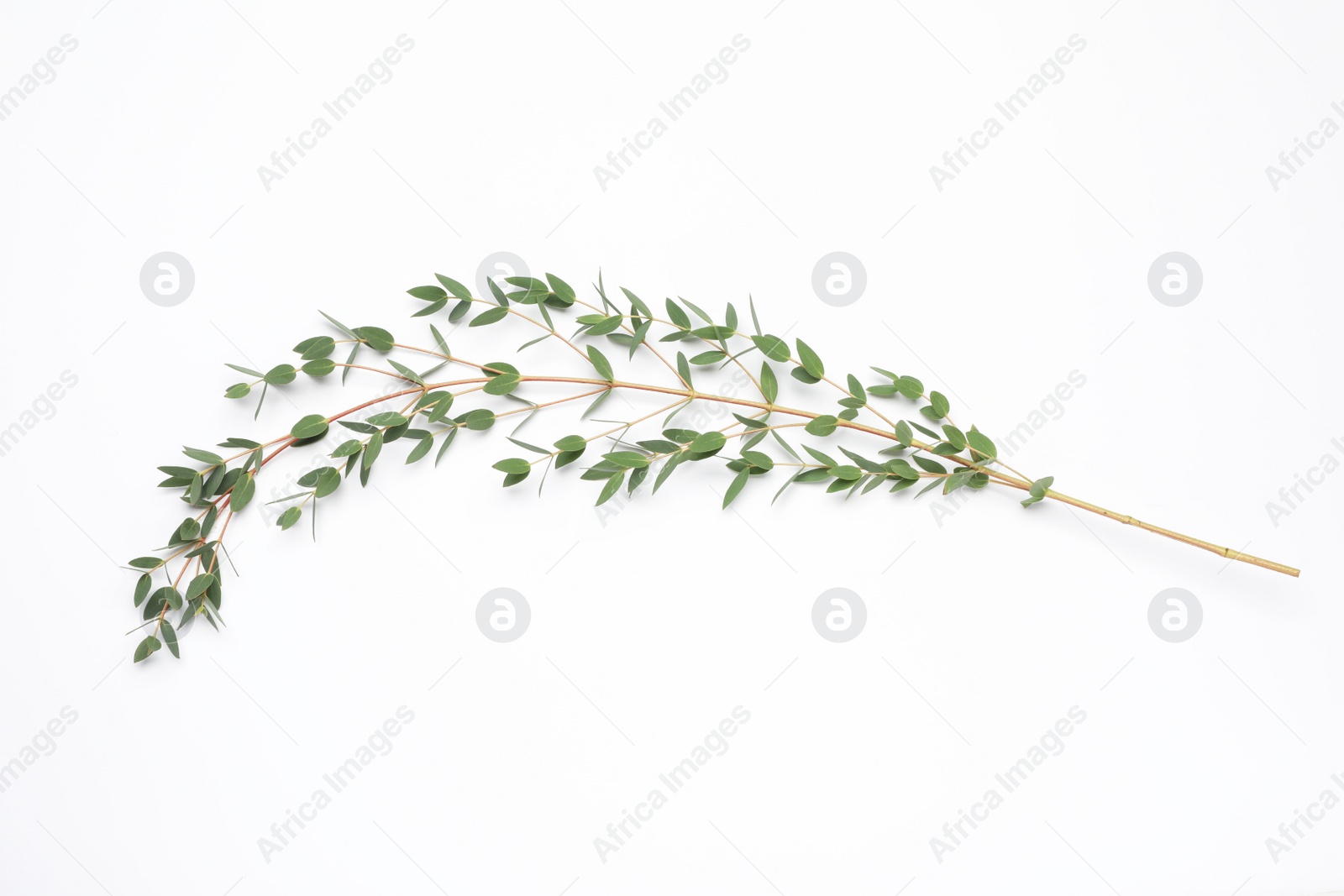 Photo of Eucalyptus branch with fresh leaves isolated on white, top view