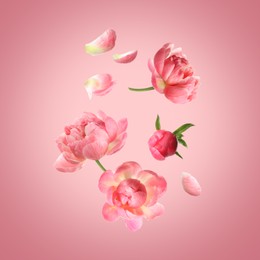 Image of Beautiful peony flowers flying on pink background