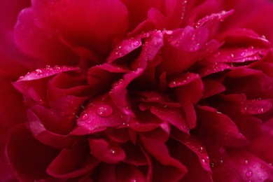 Photo of Beautiful red peony flower with dew drops as background, closeup