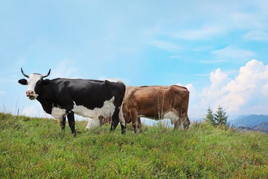 Cows grazing on green meadow in summer