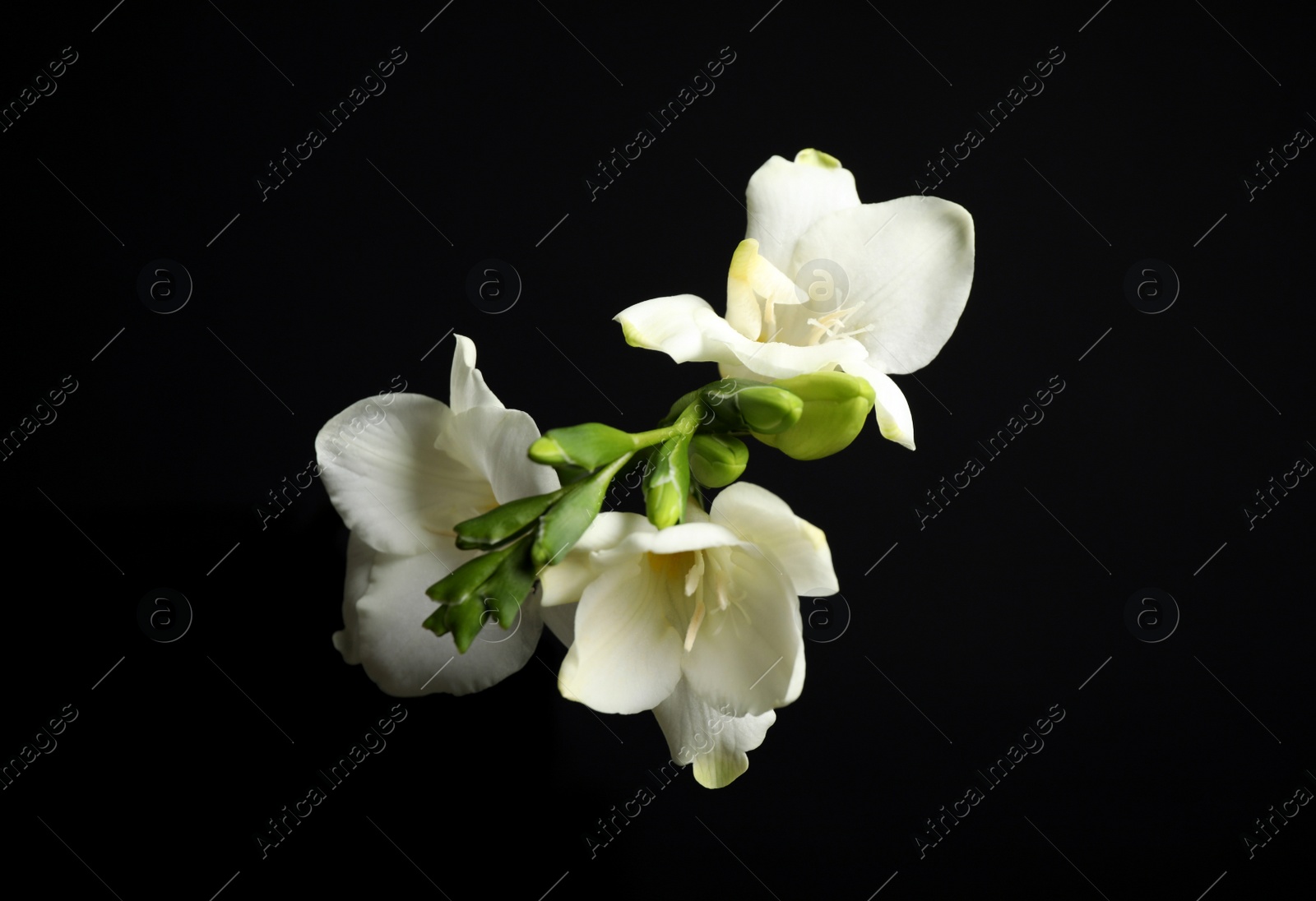 Photo of Beautiful white freesia flowers on black background