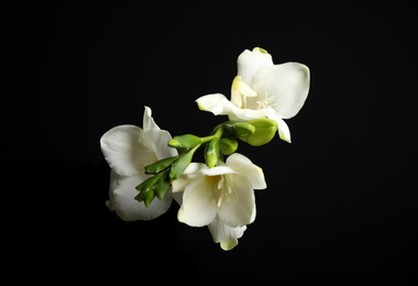 Beautiful white freesia flowers on black background