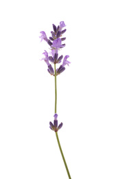 Photo of Beautiful fresh lavender flower isolated on white