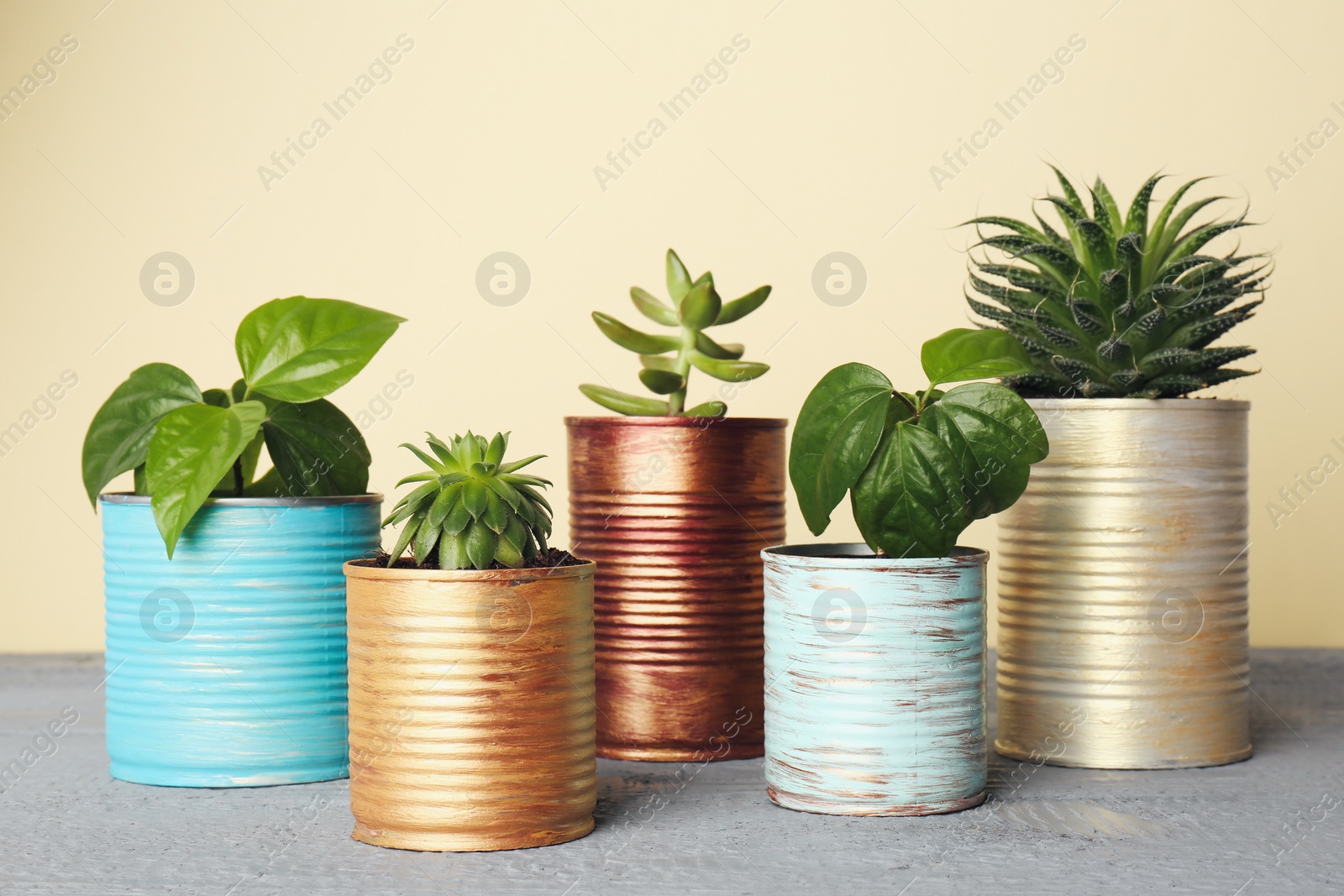 Photo of Beautiful houseplants in tin cans on light grey wooden table