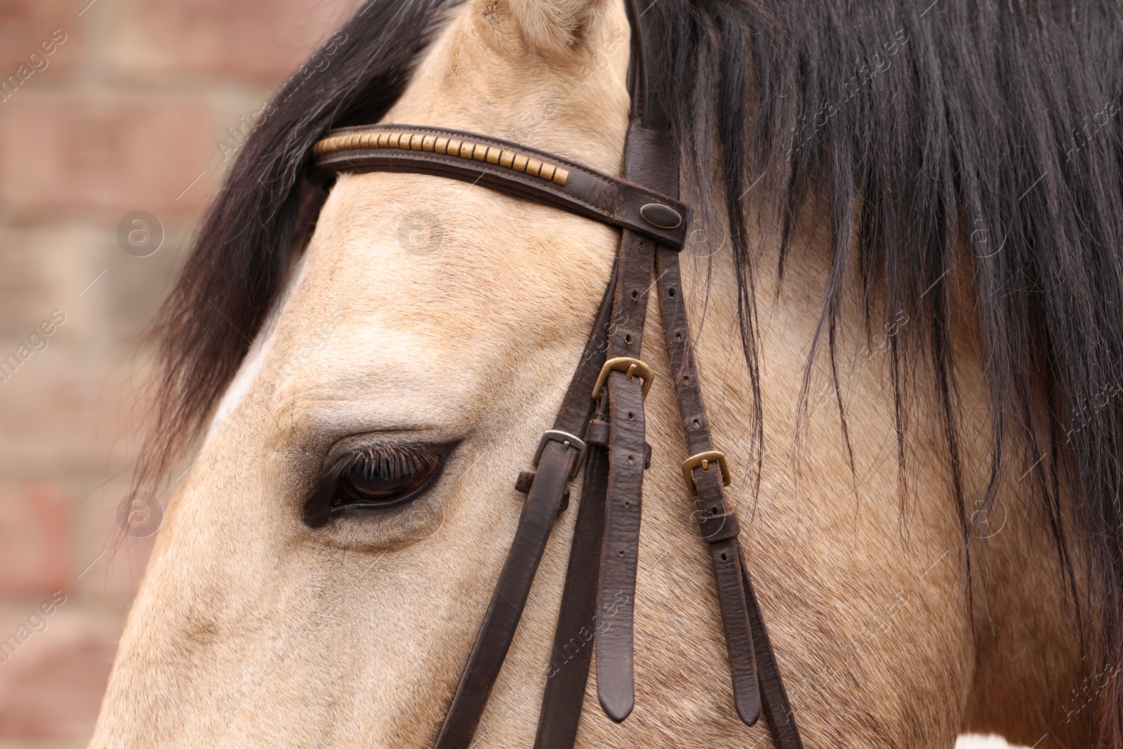 Photo of Adorable horse with bridles outdoors, closeup. Lovely domesticated pet