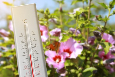 Image of Thermometer and beautiful hibiscus flowers outdoors. Temperature in spring