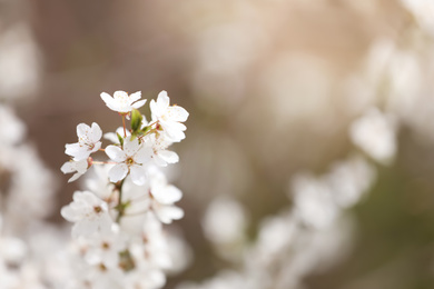 Photo of Closeup view of blossoming tree outdoors on spring day