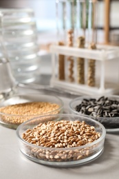 Petri dishes with seeds samples on light table in laboratory