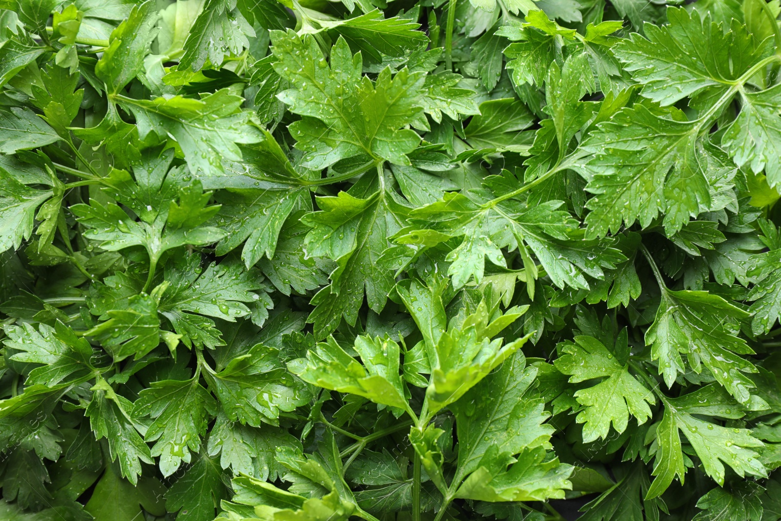 Photo of Fresh green organic parsley as background, closeup