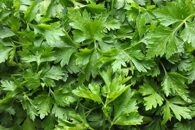 Photo of Fresh green organic parsley as background, closeup