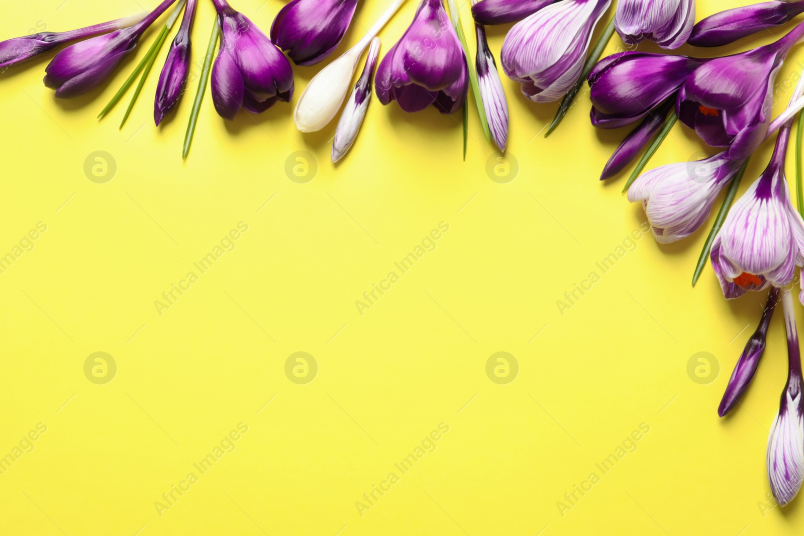 Photo of Frame made of spring crocus flowers on color background, flat lay with space for text