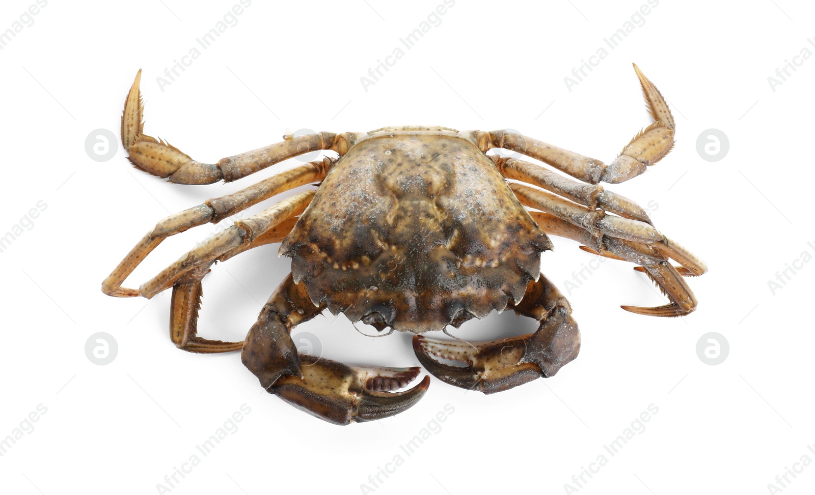 Photo of One fresh raw crab isolated on white, top view