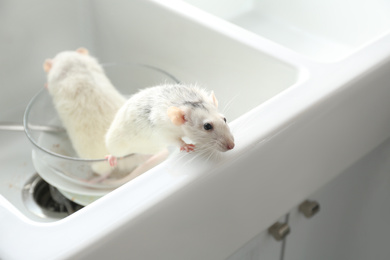 Photo of Rats and dirty dishes in kitchen sink. Pest control