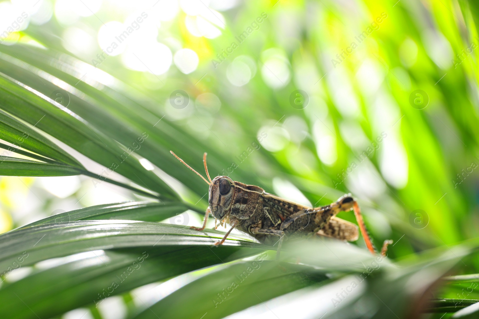 Photo of Common grasshopper on green leaf outdoors. Wild insect