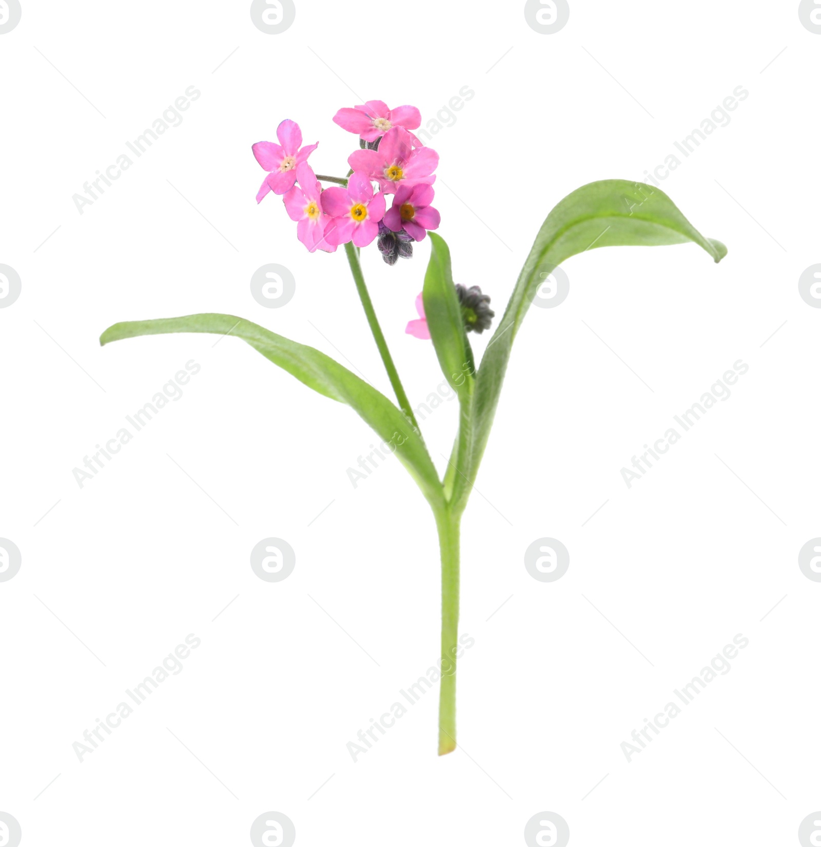 Photo of Beautiful pink Forget-me-not flowers isolated on white