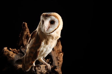 Beautiful common barn owl on tree against black background. Space for text