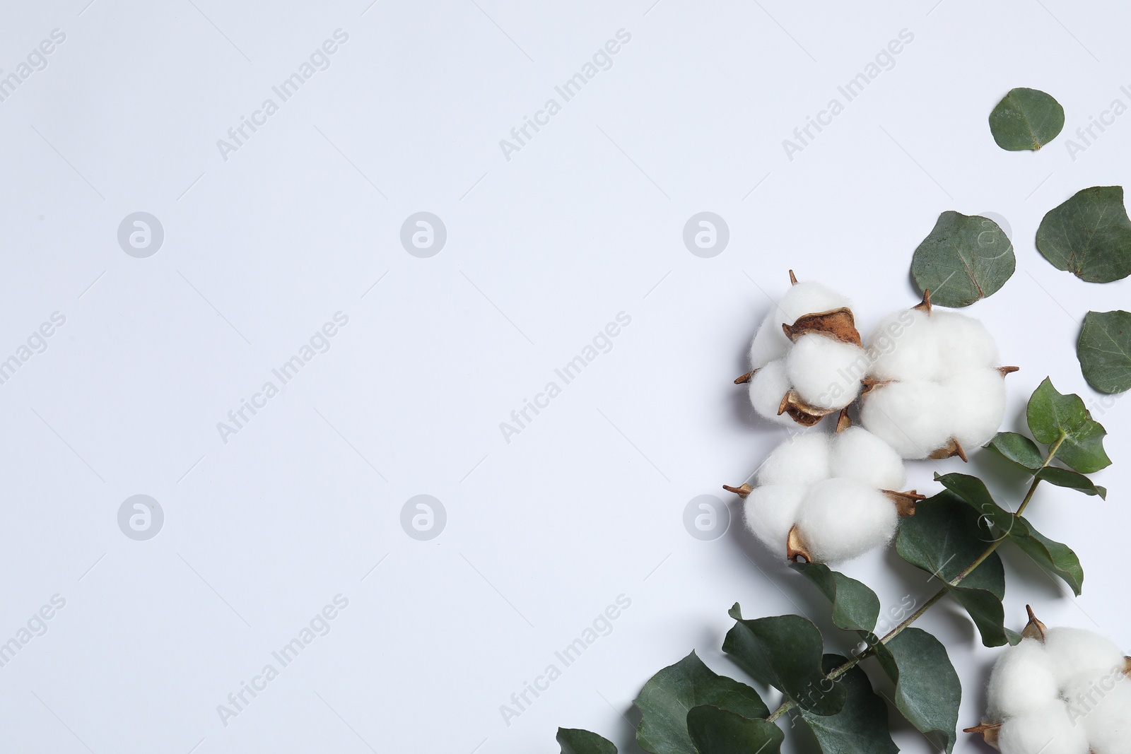 Photo of Fluffy cotton flowers and eucalyptus leaves on white background, flat lay. Space for text