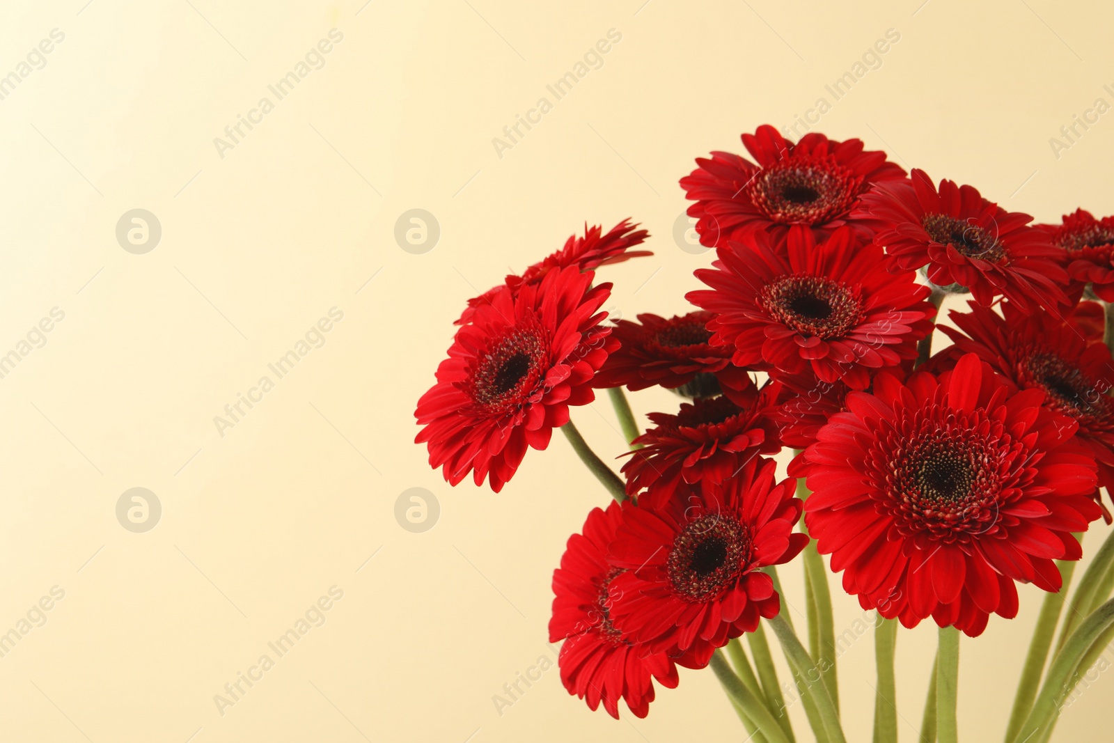 Photo of Bouquet of beautiful red gerbera flowers on beige background. Space for text