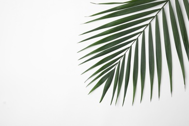 Leaf of tropical palm tree on white background, top view