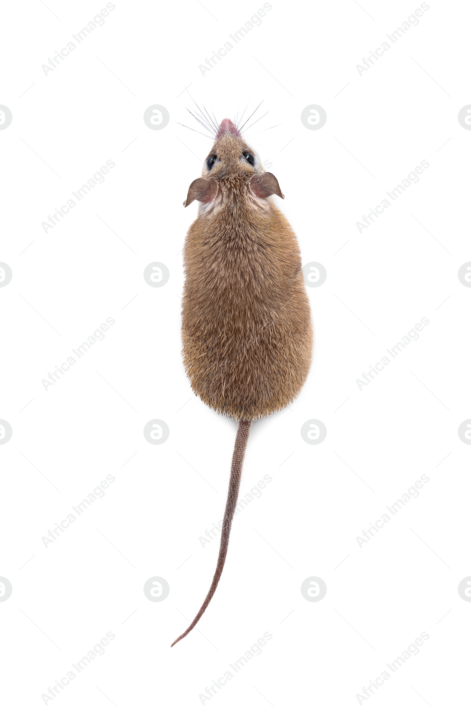 Photo of Small cute spiny mouse on white background