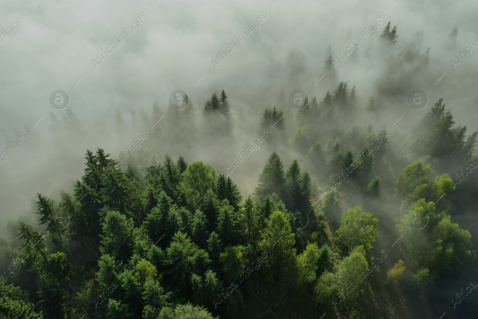 Image of Aerial view of beautiful landscape with misty forest 