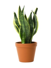 Photo of Beautiful sansevieria plant in pot on white background. Home decor