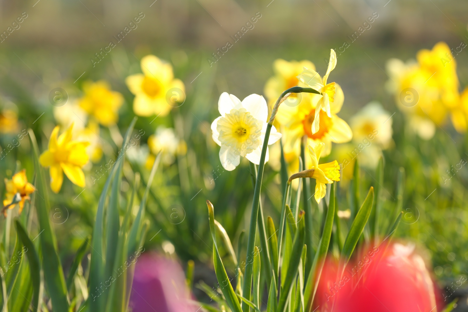 Photo of Field with fresh beautiful narcissus flowers on sunny day