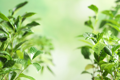 Photo of Green leaves of tea plant on blurred background. Space for text