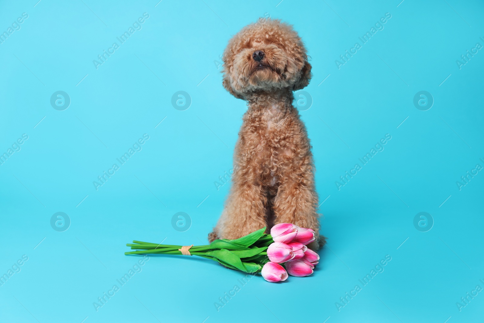 Photo of Cute Maltipoo dog and bouquet of beautiful tulips on light blue background