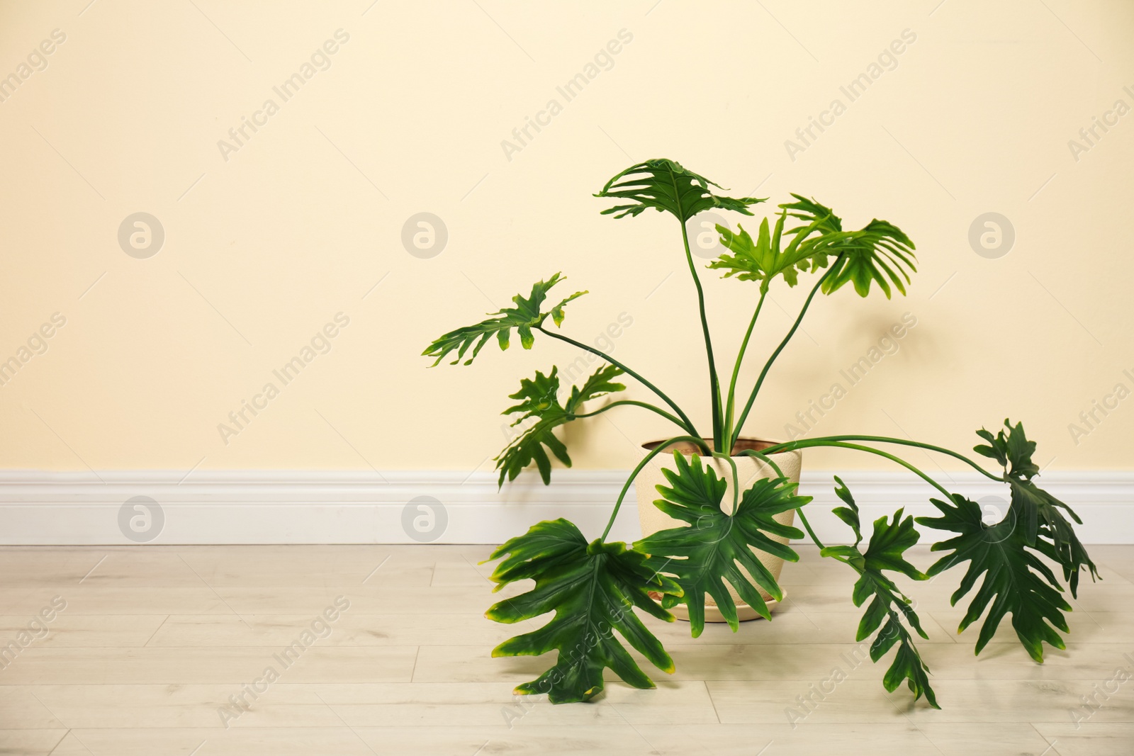 Photo of Tropical plant with lush leaves on floor near light yellow wall. Space for text