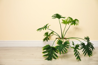 Photo of Tropical plant with lush leaves on floor near light yellow wall. Space for text