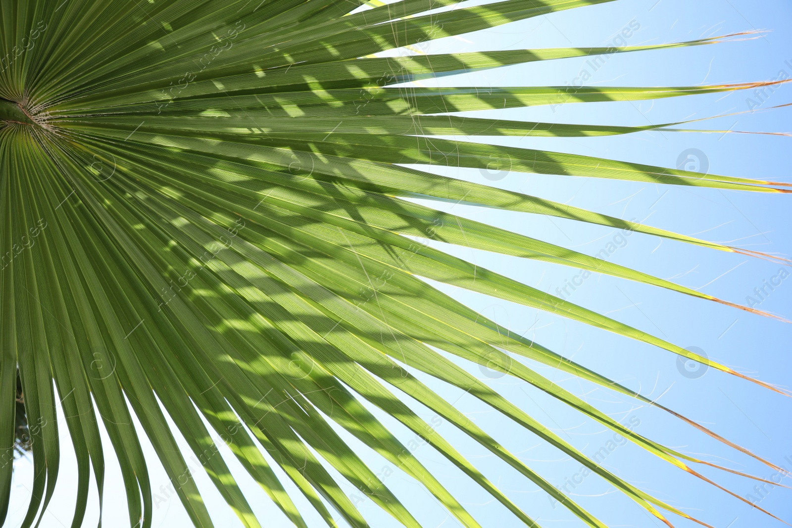 Photo of Closeup view of lush palm leaf outdoors on sunny day