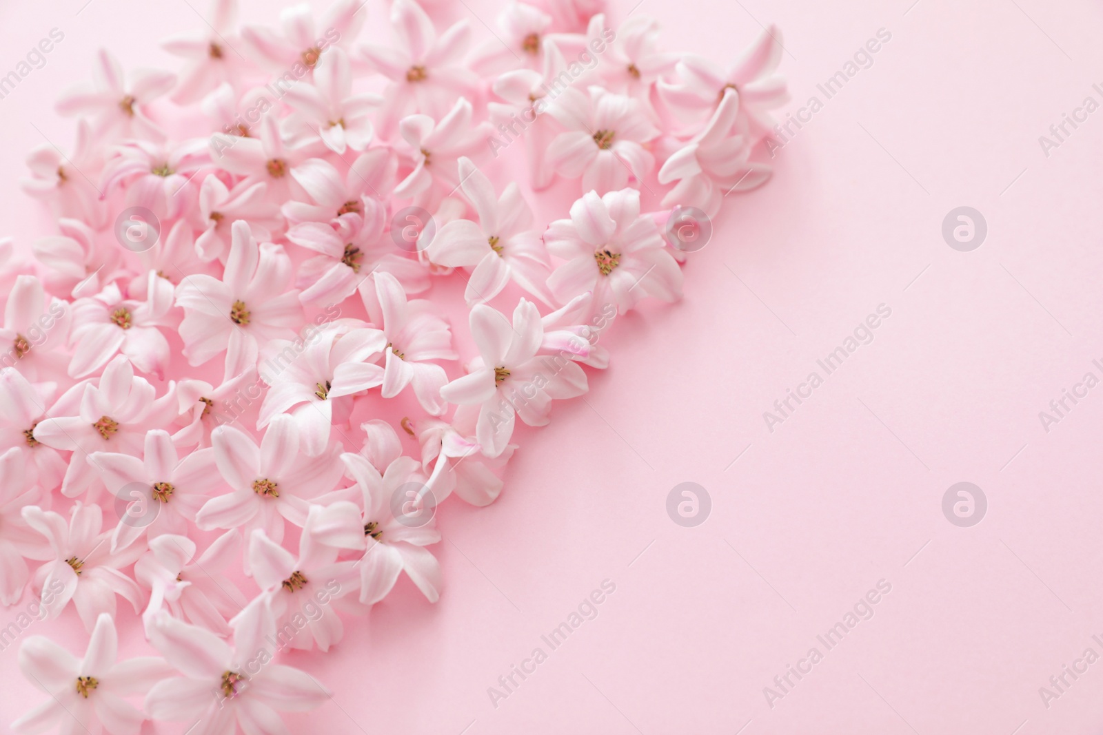 Photo of Pile of spring hyacinth flowers on color background, closeup. Space for text