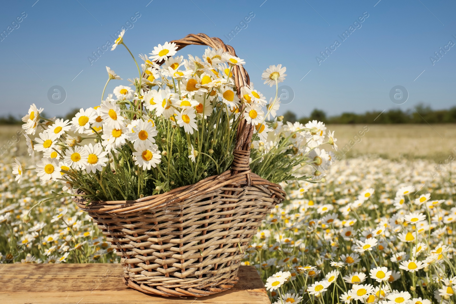 Photo of Basket with beautiful chamomiles on wooden table in field