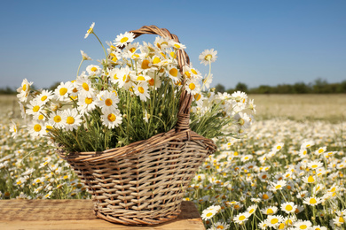 Basket with beautiful chamomiles on wooden table in field