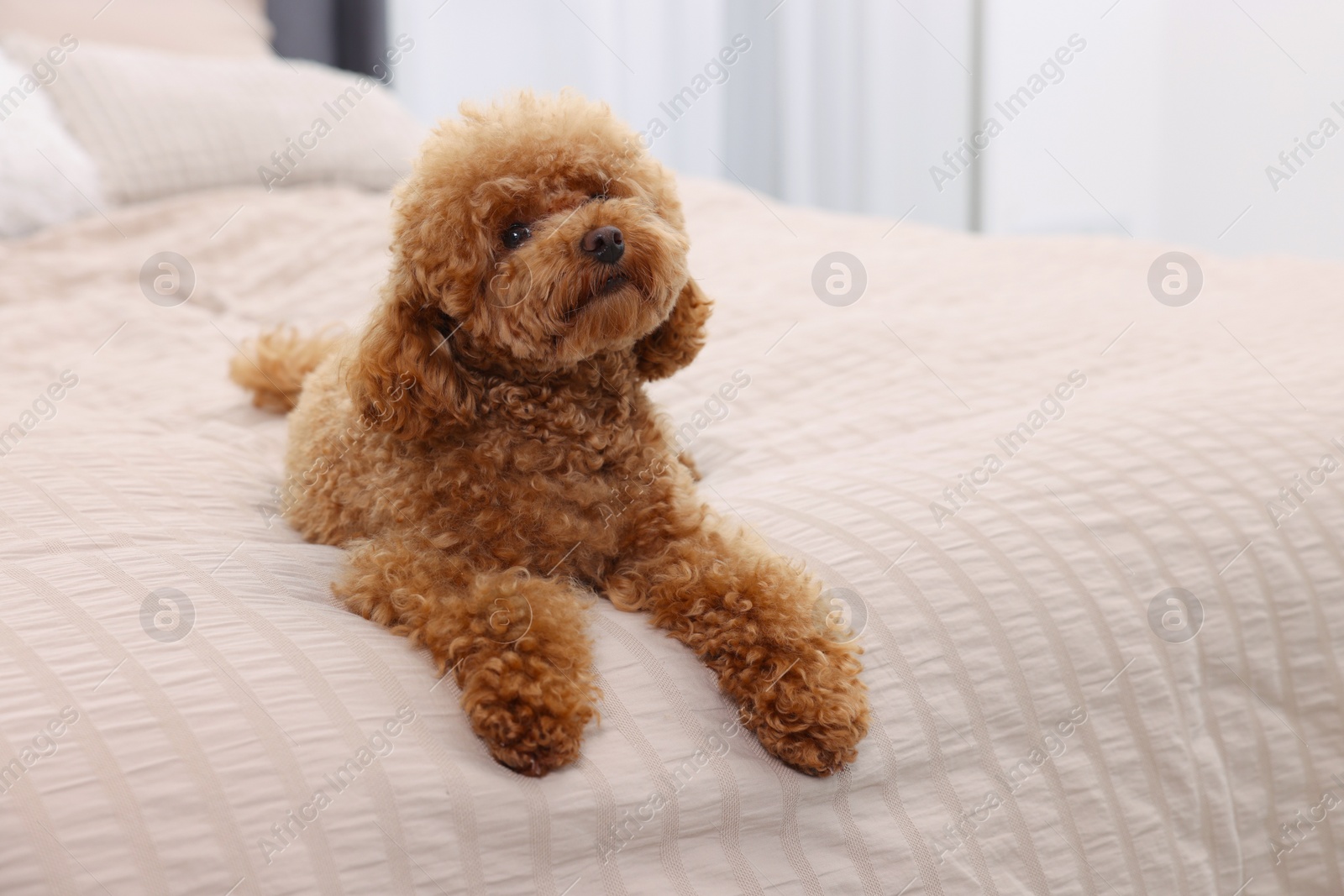 Photo of Cute Maltipoo dog on soft bed at home, space for text. Lovely pet