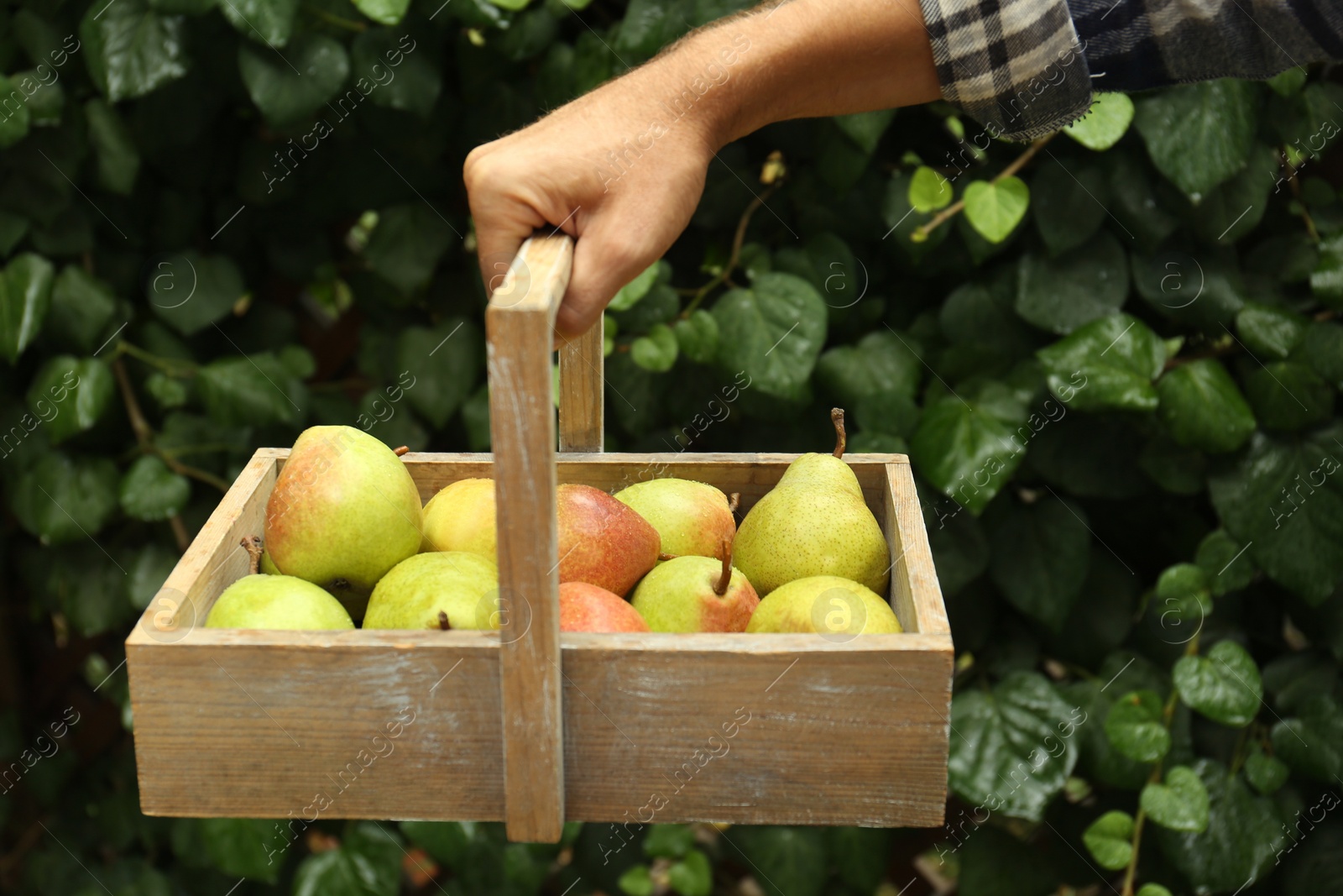 Photo of Woman holding wooden crate of fresh ripe pears outdoors, closeup